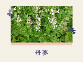 丹蔘：一種來自中國的珍貴中草藥