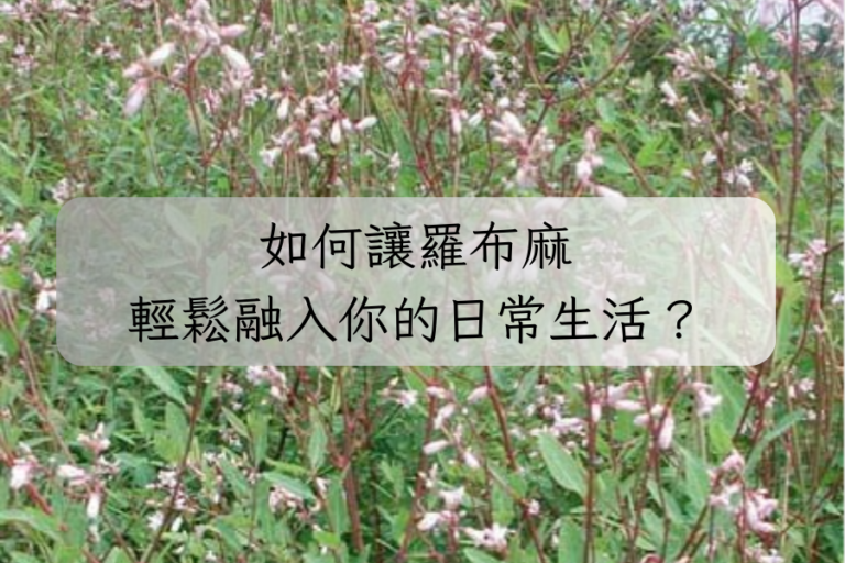 如何讓羅布麻輕鬆融入你的日常生活？