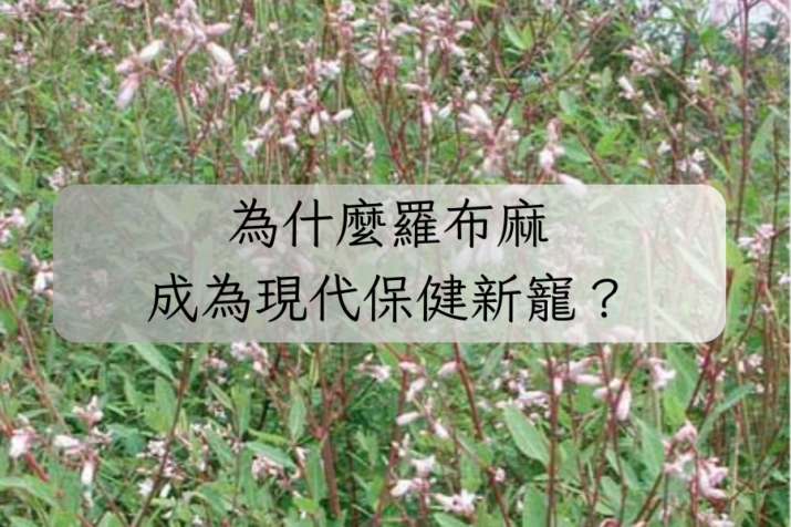 為什麼羅布麻成為現代保健新寵？