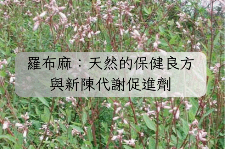 羅布麻：天然的保健良方與新陳代謝促進劑